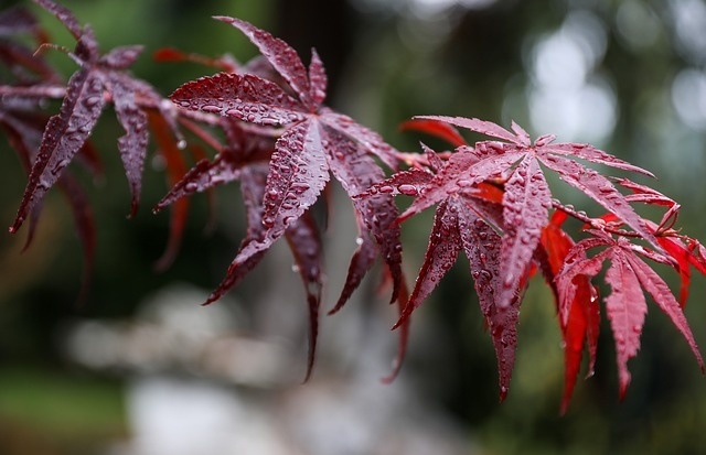 japan_juhar_acer_palmatum