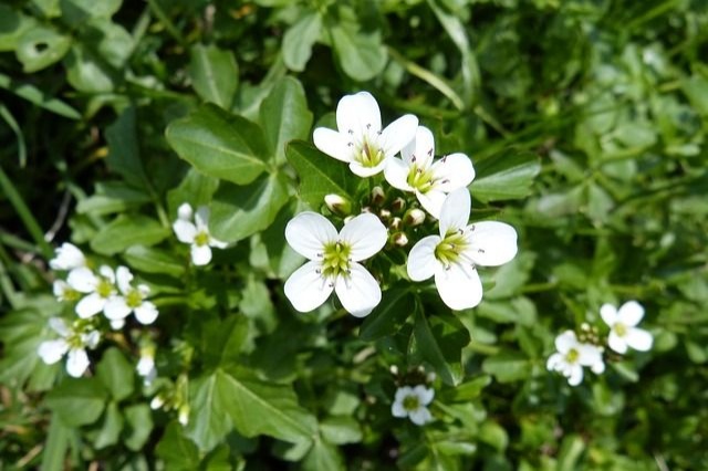 vizitorma_nasturtium_viraga