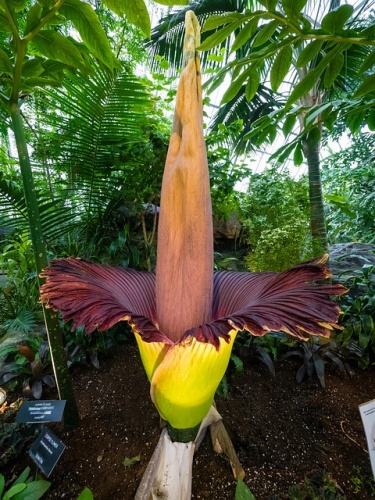 amorphophallus-titanum-2443620_640