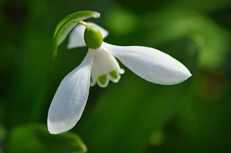 hovirag_galanthus