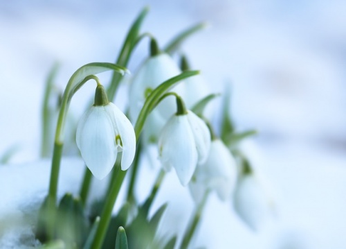 snowdrops-3236773_640