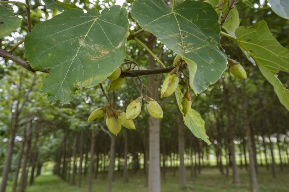 smaragdfa_paulownia