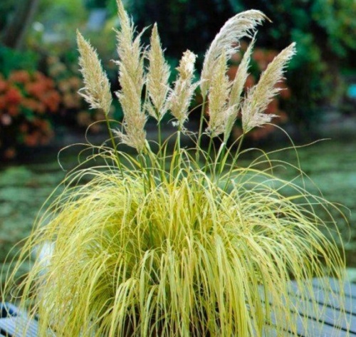 A pampafű (Cortaderia selloana)