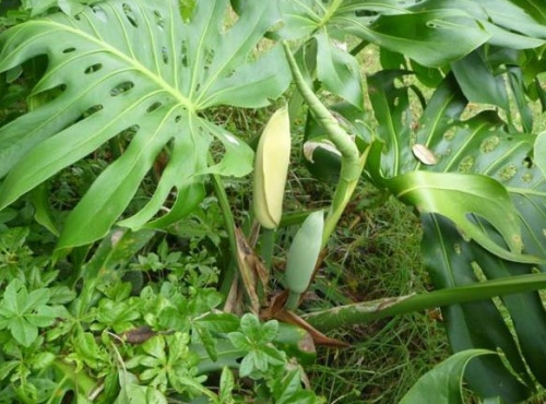 Filodendron, könnyezőpálma