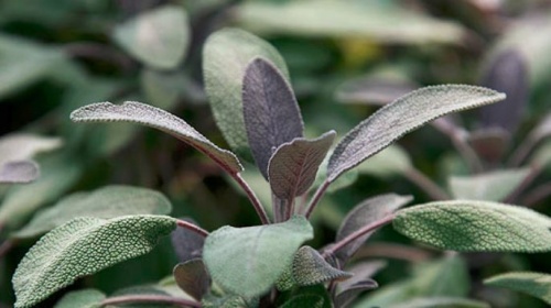 A gyógyító zsálya (Salvia officinalis)