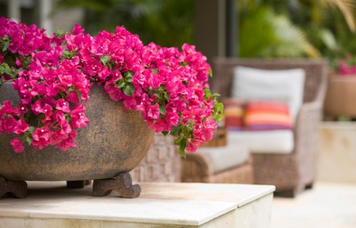 Bougainvillea a teraszon