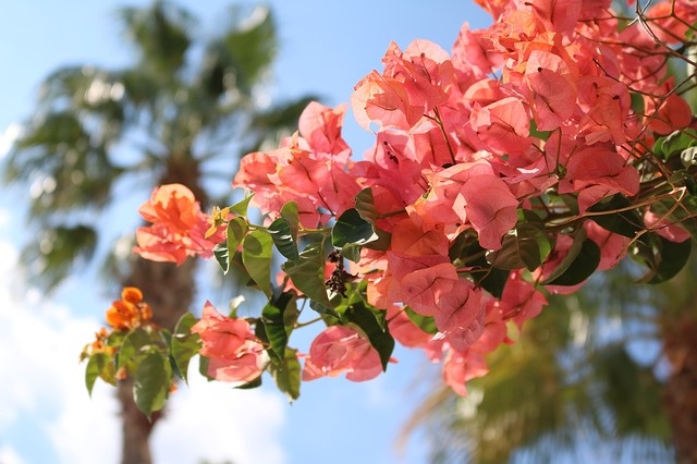 bougainvillea-1696303_640