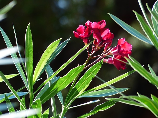 oleander-187248_640 oleander-187248_640