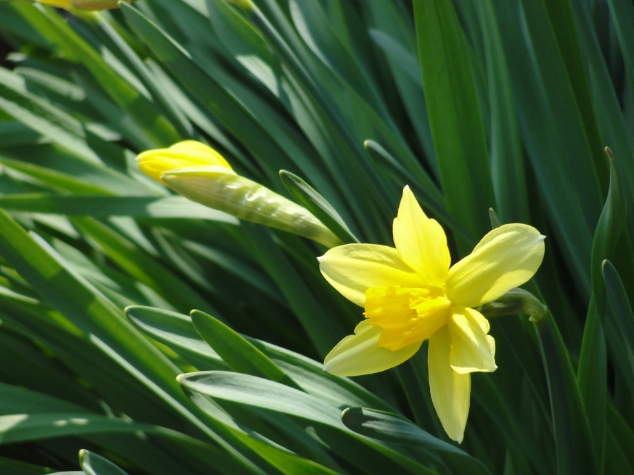 narcissus-1016946_1280