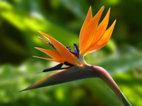 blossom-bloom-strelitzia-flowers-60899.