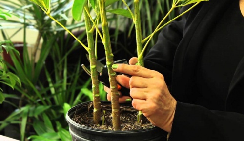 Schefflera metszése