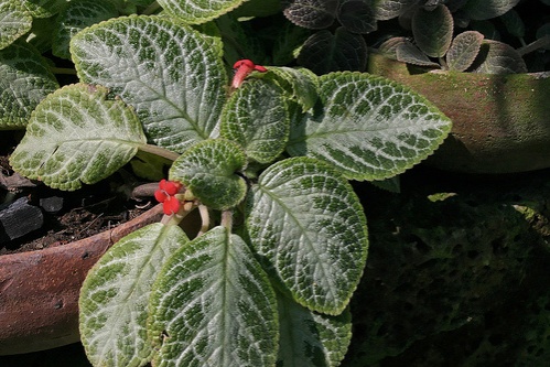 episcia-cupreata