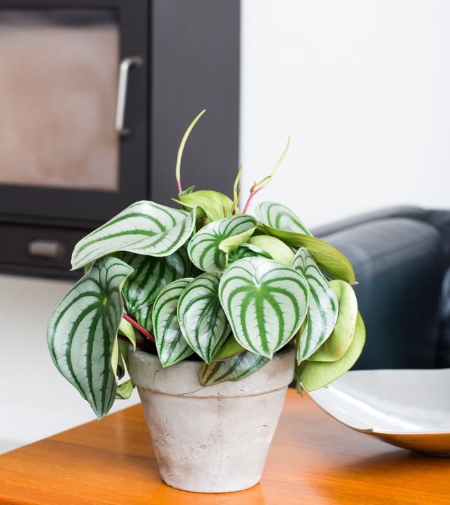 peperomia_argyrea