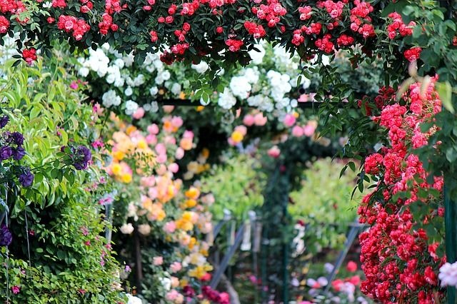 futorozsa_pergola futorozsa_pergola