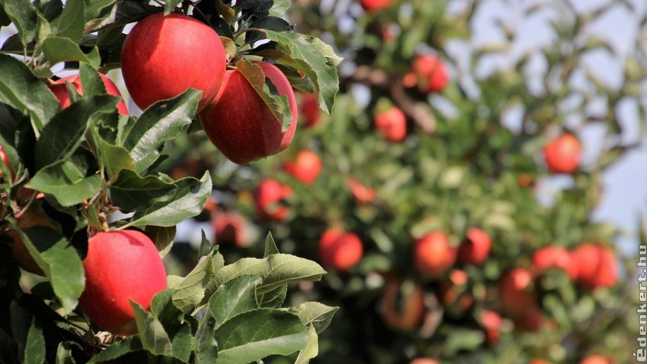 paraziták almafáinak tavaszi kezelése paraziták amelyek lázat okoznak