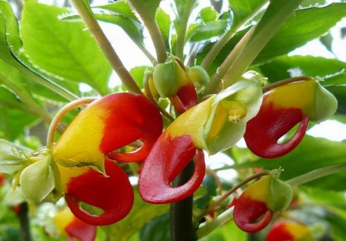 Papagájcsőr virág (Impatiens niamniamensis