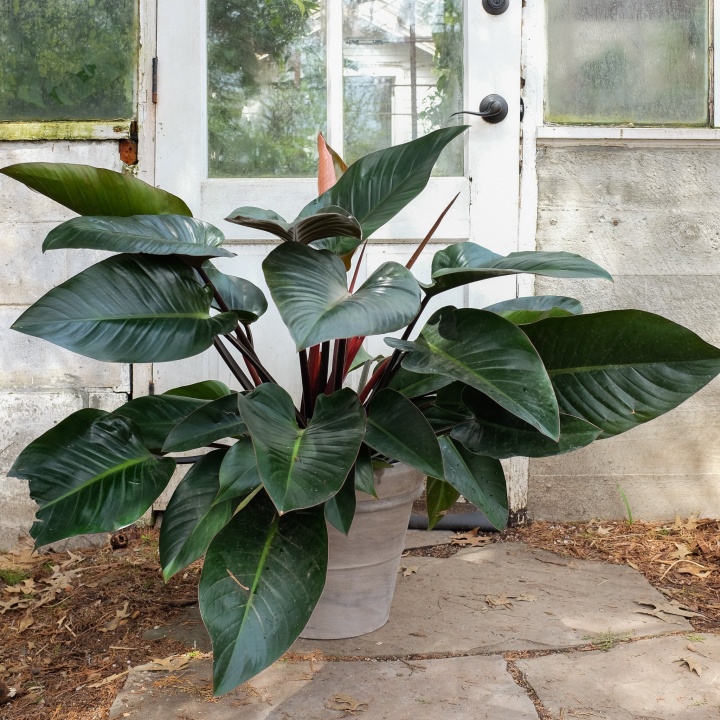 piroslo_filodendron piroslo_filodendron