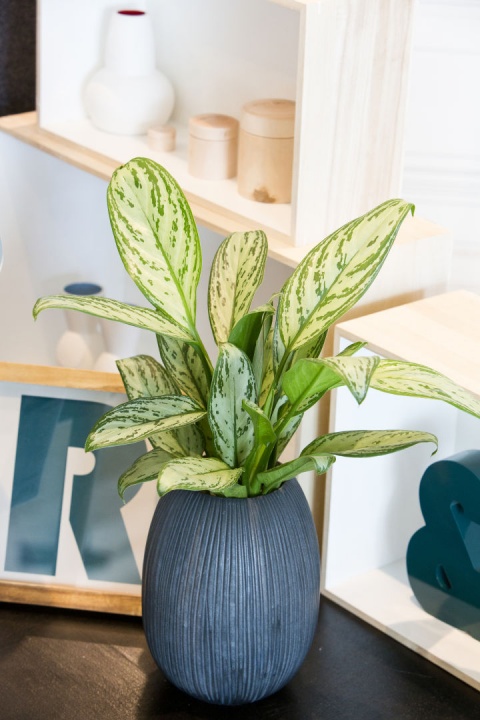 rakvirag_aglaonema