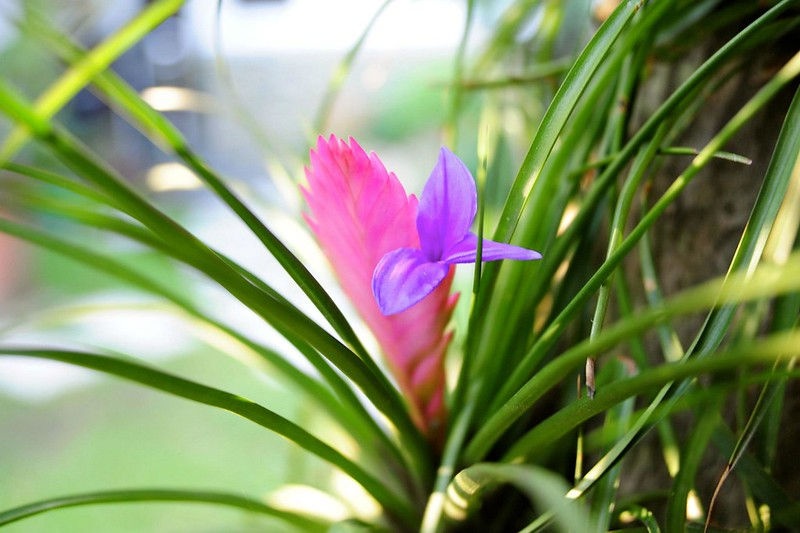 szakallbromelia_viraga