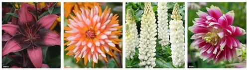 tulipanshop2
