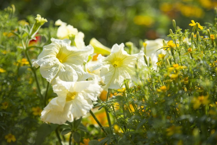petunia_budoske petunia_budoske