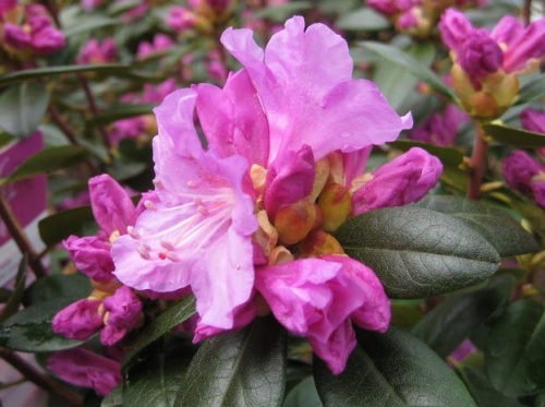rododendron2
