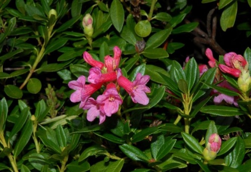 rododendron_bokor