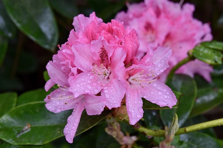 rododendron_kertben