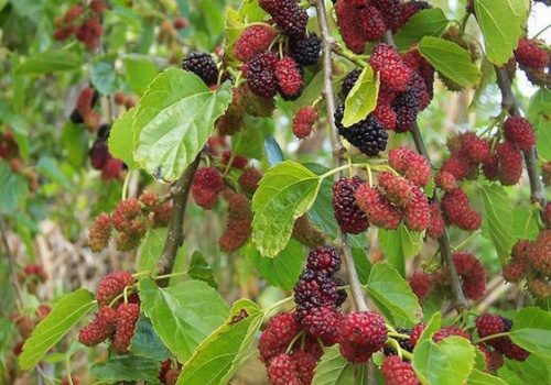 Mulberry - a bogyó leírása. Egészségügyi előnyök és károk.