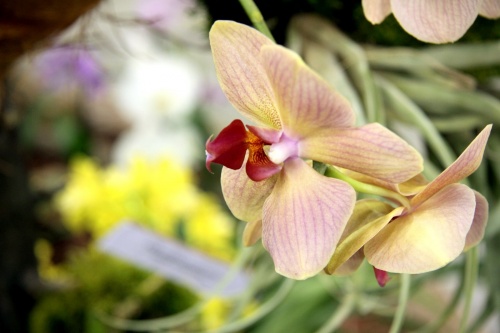 Orchidea Ünnep 2014