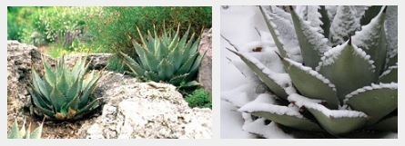 agave_kertben