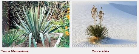 yucca_filamentosa_elata