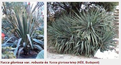 yucca_gloriosa