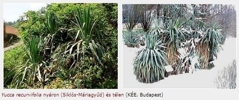 yucca_kertben