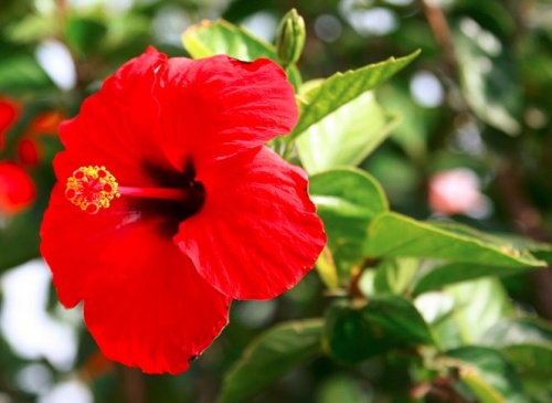 hibiszkusz