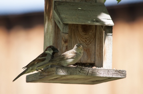birds-2397476_1280 birds-2397476_1280