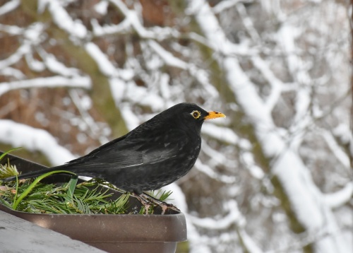 blackbird-1144966_1280 blackbird-1144966_1280