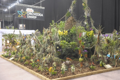orchunnep orchunnep