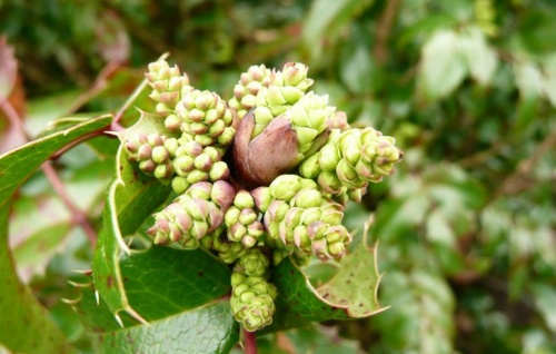 M. aquifolium ’Apollo’