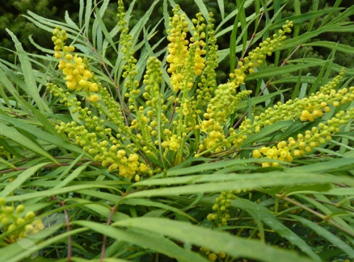 Mahonia eurybracteata subsp.ganpinensis ‘Soft Caress’