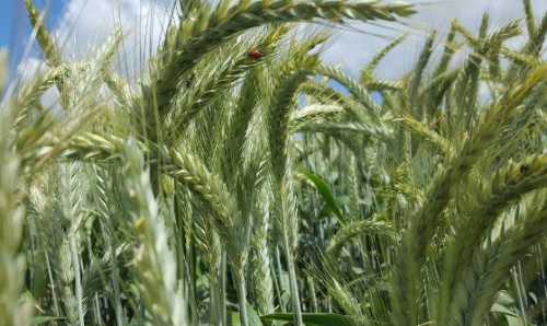 triticale2