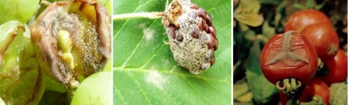 botrytis botrytis