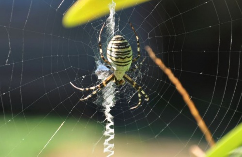 darazspok_argiope darazspok_argiope