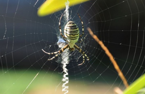 darazspok_argiope