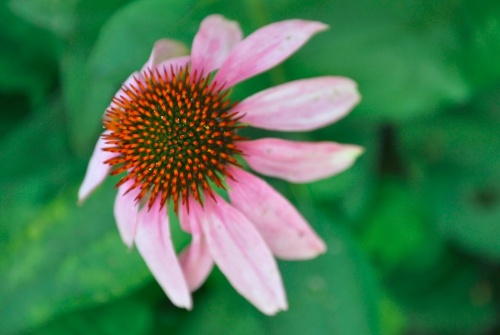 echinacea_kupvirag