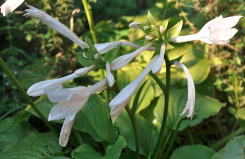 hosta_arnyekliliom