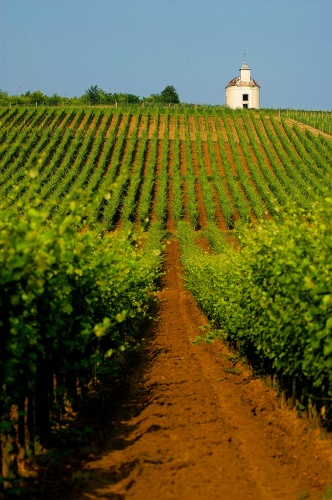 tokaj_szolo tokaj_szolo
