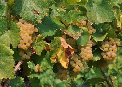 szolo_chardonnay2 szolo_chardonnay2