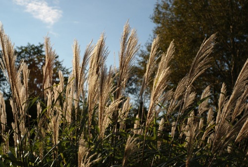 miscanthus