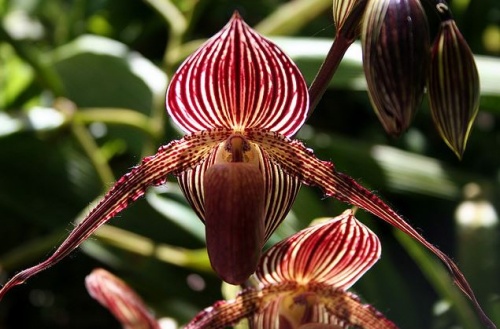 orchideakiall orchideakiall